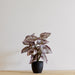 Begonia in Pot - Biku Furniture & Homewares