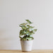 Begonia in Pot Artificial Plant - Biku Furniture & Homewares