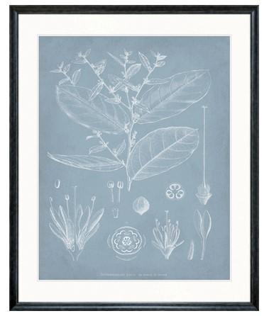 Botanical Study (Pale Blue) IV - Biku Furniture & Homewares