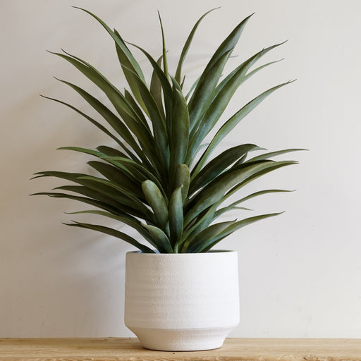 Yucca Plant - Biku Furniture & Homewares