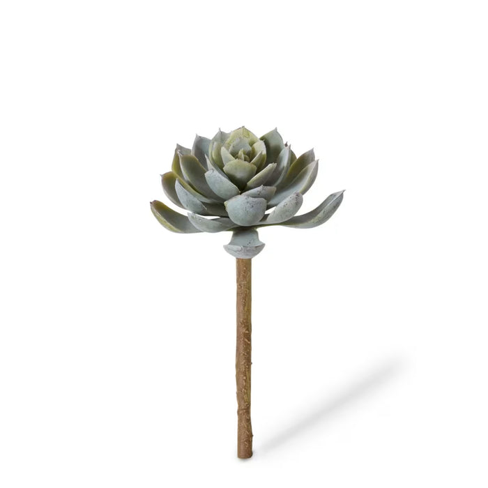 Echeveria Stem Elegant