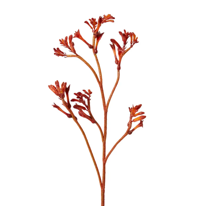 Kangaroo Paw