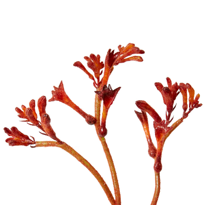 Kangaroo Paw