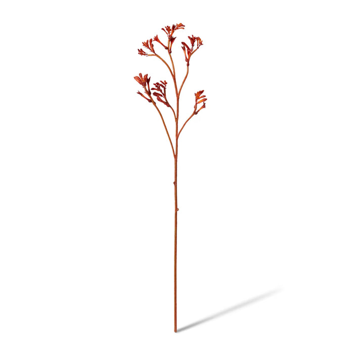 Kangaroo Paw