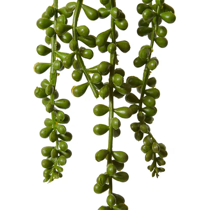 Emerald Bead Hanging Plant