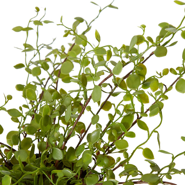 Angel Vine Bush