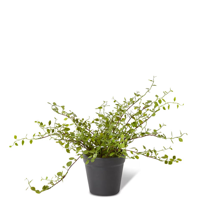 Angel Vine Bush