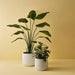 Alpine Pot - Biku Furniture & Homewares