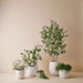 Alpine Pot - Biku Furniture & Homewares