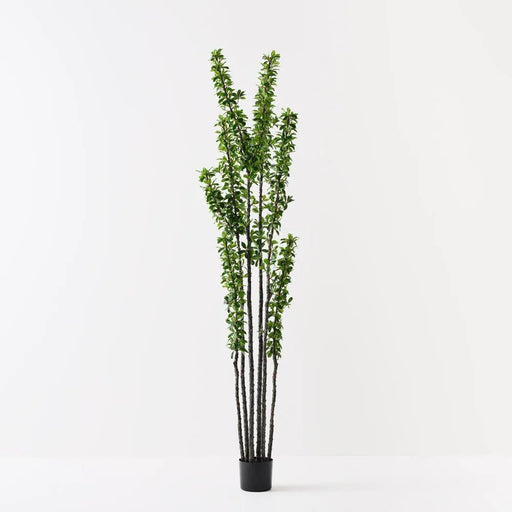 Blaze Tree - Biku Furniture & Homewares