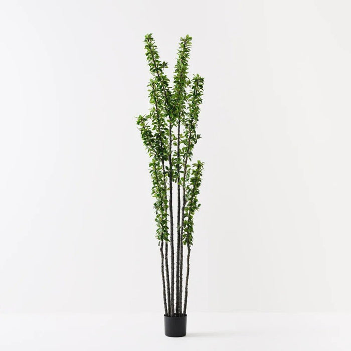 Blaze Tree - Biku Furniture & Homewares