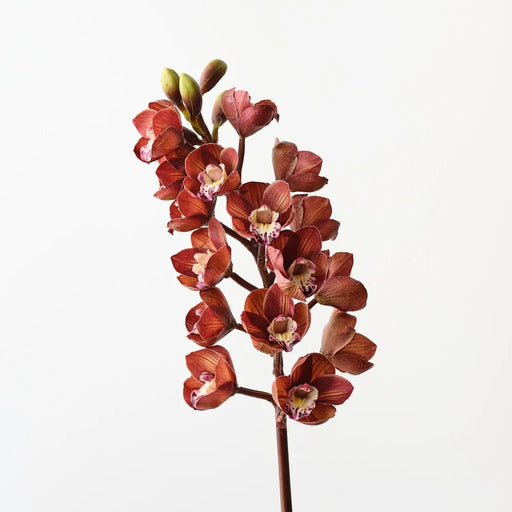 Boatbloom Branch - Biku Furniture & Homewares