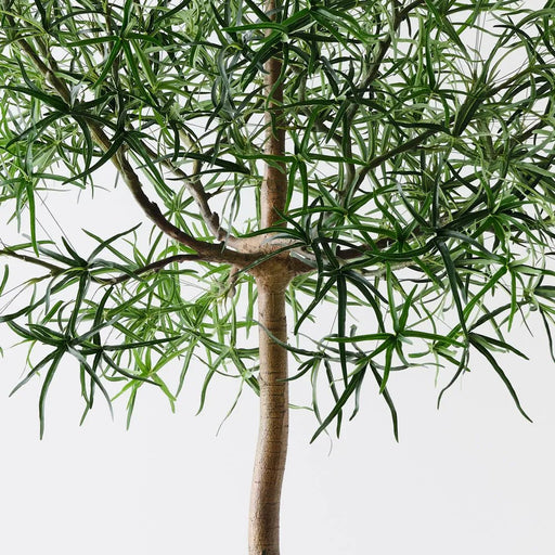 Bottle Tree - Biku Furniture & Homewares