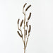 Bottlebrush Pod Spray - Biku Furniture & Homewares