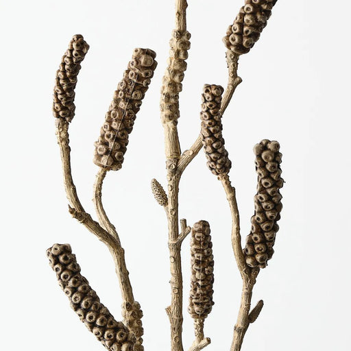Bottlebrush Pod Spray - Biku Furniture & Homewares