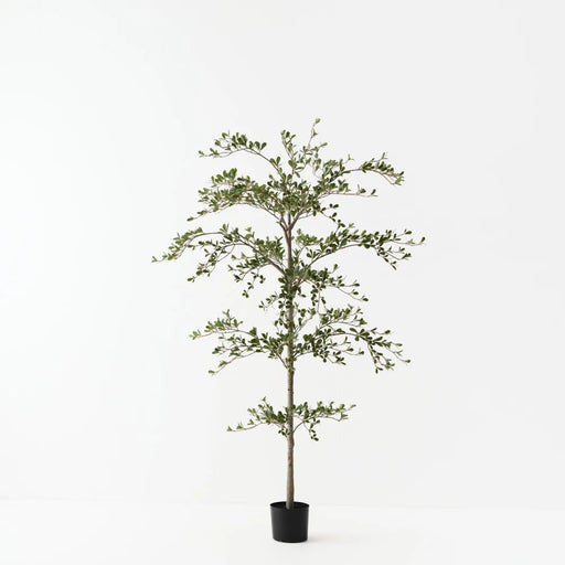 Busidas Black Olive Tree - Biku Furniture & Homewares