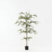 Busidas Black Olive Tree - Biku Furniture & Homewares