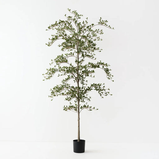 Busidas Black Olive Tree - Biku Furniture & Homewares