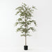 Busidas Black Olive Tree - Biku Furniture & Homewares