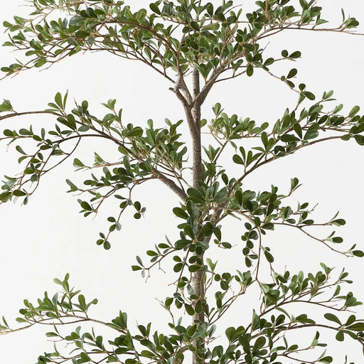 Busidas Black Olive Tree - Biku Furniture & Homewares
