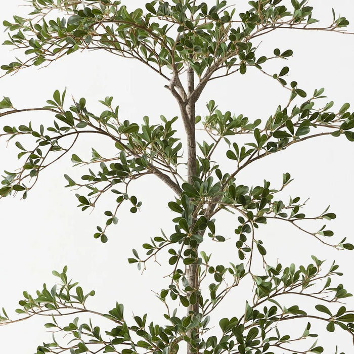 Busidas Black Olive Tree - Biku Furniture & Homewares
