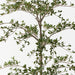 Busidas Black Olive Tree - Biku Furniture & Homewares