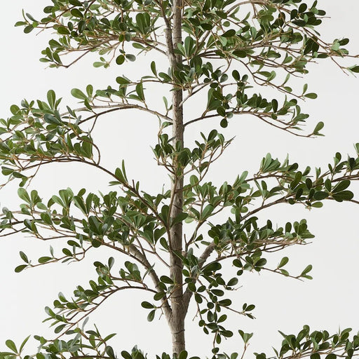 Busidas Black Olive Tree - Biku Furniture & Homewares