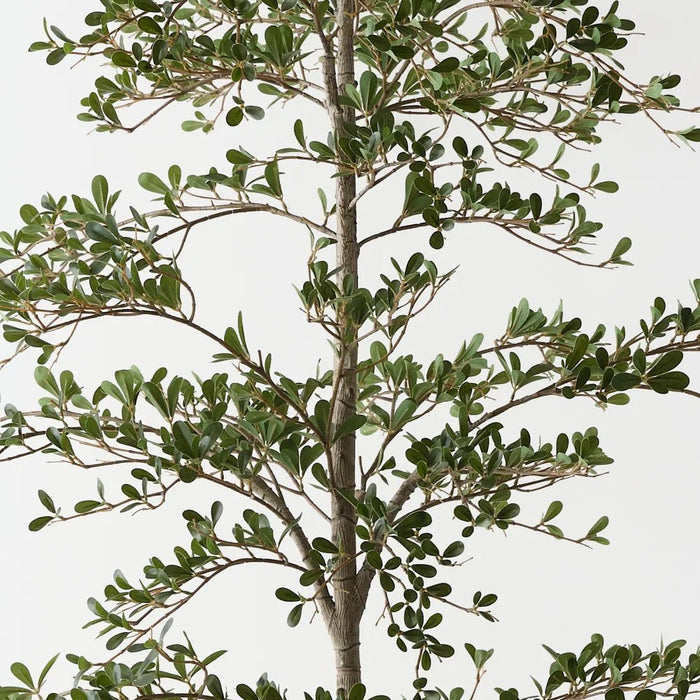 Busidas Black Olive Tree - Biku Furniture & Homewares