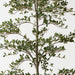 Busidas Black Olive Tree - Biku Furniture & Homewares
