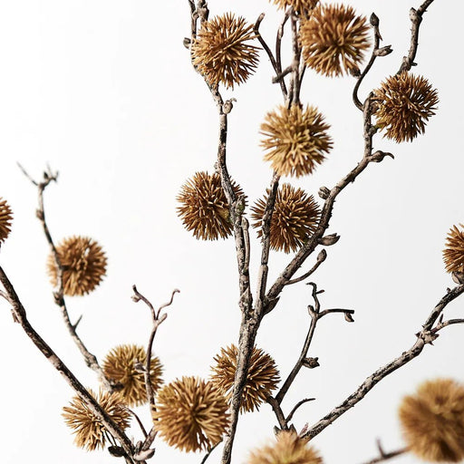 Buttonwood Branch - Biku Furniture & Homewares