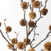 Buttonwood Branch - Biku Furniture & Homewares