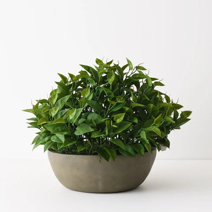 Cascade Philodendron Bowl - Biku Furniture & Homewares