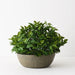 Cascade Philodendron Bowl - Biku Furniture & Homewares