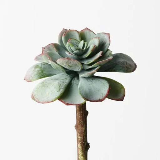 Echeveria - Biku Furniture & Homewares