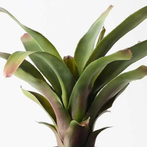 Elyra Bromeliad - Biku Furniture & Homewares