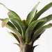 Elyra Bromeliad - Biku Furniture & Homewares