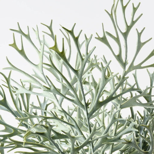 Everwyn Antler Fern Bush - Biku Furniture & Homewares