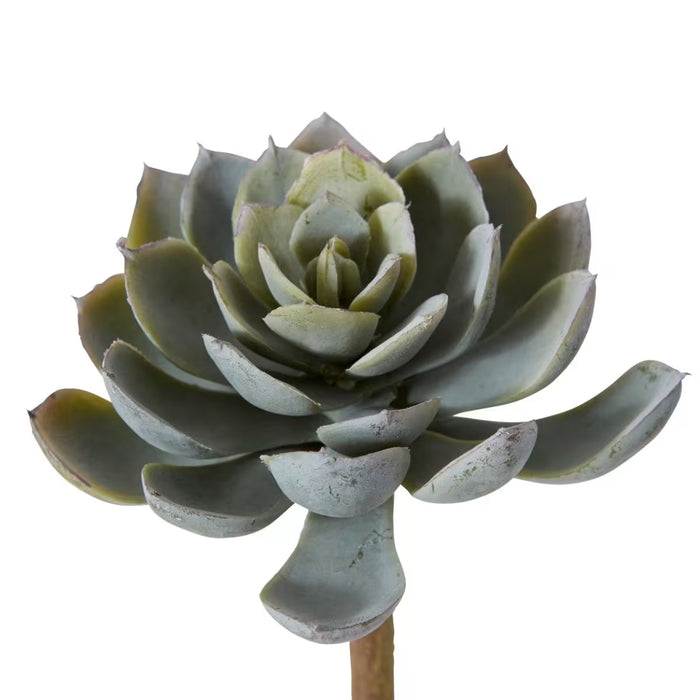 Echeveria Stem Elegant