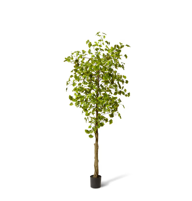 Ginkgo Tree - Biku Furniture & Homewares