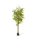 Ginkgo Tree - Biku Furniture & Homewares