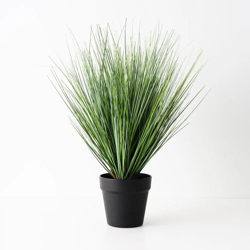 Grass Onion Plant - Biku Furniture & Homewares