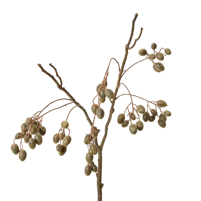 Barberry Branch