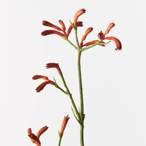 Kangaroo Paw - Biku Furniture & Homewares