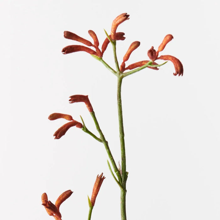 Kangaroo Paw - Biku Furniture & Homewares