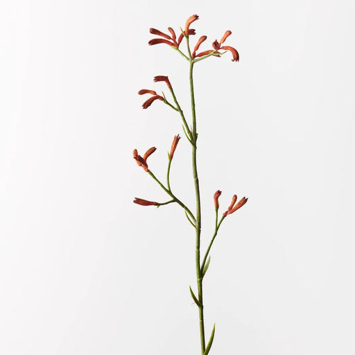 Kangaroo Paw - Biku Furniture & Homewares