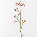 Kangaroo Paw - Biku Furniture & Homewares