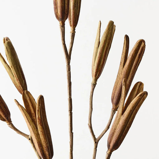 Kova Seed Stem - Brown Green - Biku Furniture & Homewares