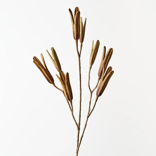 Kova Seed Stem - Brown Green - Biku Furniture & Homewares