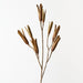 Kova Seed Stem - Brown Green - Biku Furniture & Homewares