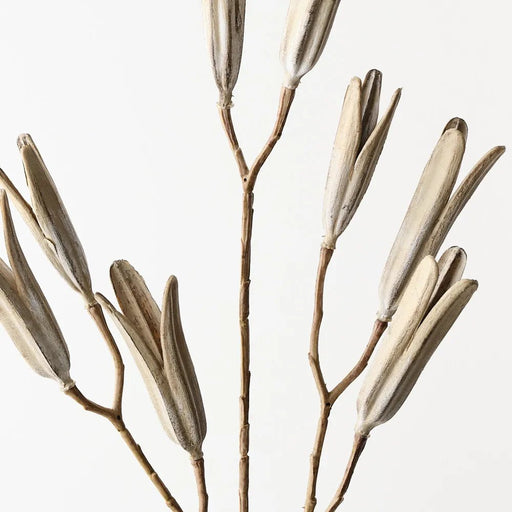 Kova Seed Stem - Sand Wash - Biku Furniture & Homewares